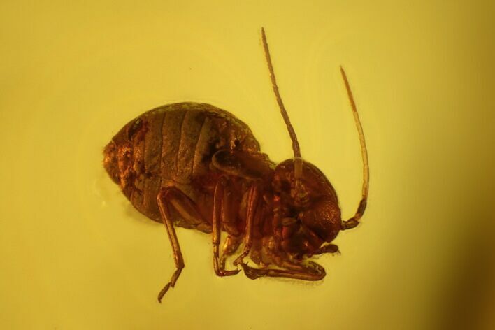 Fossil Wingless Barklouse (Psocoptera) & Fly (Diptera) in Baltic Amber #159868